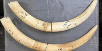 Assam customs seize 28 kg ivory in Biswanath Chariali, arrest suspected trader