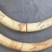 Assam customs seize 28 kg ivory in Biswanath Chariali, arrest suspected trader