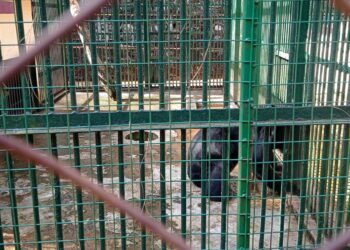 Animals in Shillong’s Lady Hydari Park to be relocated to new Meghalaya state zoo by June