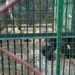 Animals in Shillong’s Lady Hydari Park to be relocated to new Meghalaya state zoo by June