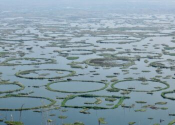 Heed the Sangai call; hold hands as do the Phumdis