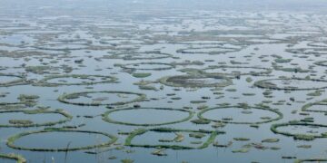 Heed the Sangai call; hold hands as do the Phumdis