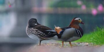 In a first, rare Mandarin Ducklings hatch at Assam State Zoo
