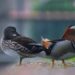 In a first, rare Mandarin Ducklings hatch at Assam State Zoo