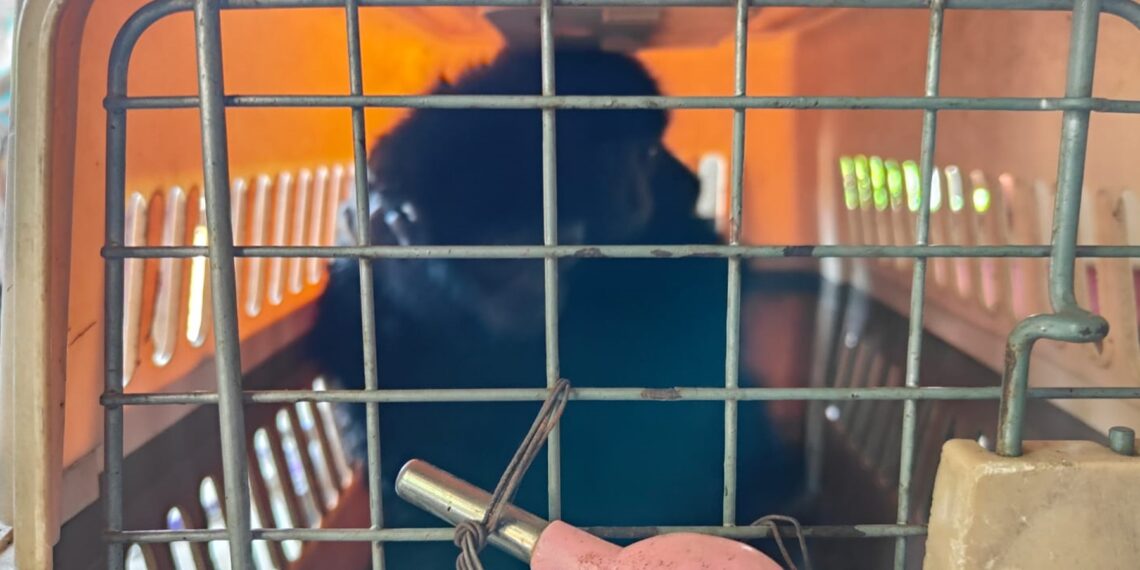 Police rescue 24 exotic wildlife species from trafficking at Mizoram-Tripura border