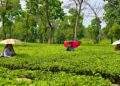 Weather woes hit tea industry: Assam, West Bengal see 40% & 23% drop in production