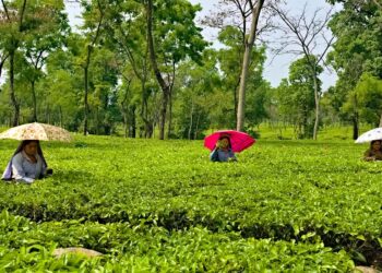 Weather woes hit tea industry: Assam, West Bengal see 40% & 23% drop in production