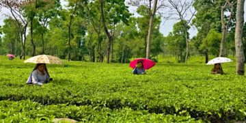 Weather woes hit tea industry: Assam, West Bengal see 40% & 23% drop in production