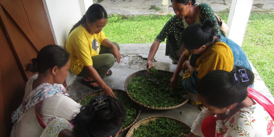 Handmade tea training empowers women & students in Assam’s Kohora