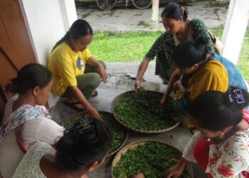 Handmade tea training empowers women & students in Assam’s Kohora