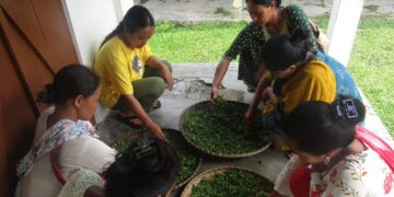 Handmade tea training empowers women & students in Assam’s Kohora