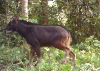 Rare sighting: Mainland Serow photographed in Assam’s Raimona National Park