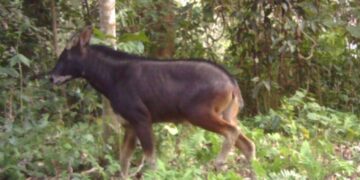 Rare sighting: Mainland Serow photographed in Assam’s Raimona National Park