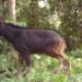 Rare sighting: Mainland Serow photographed in Assam’s Raimona National Park