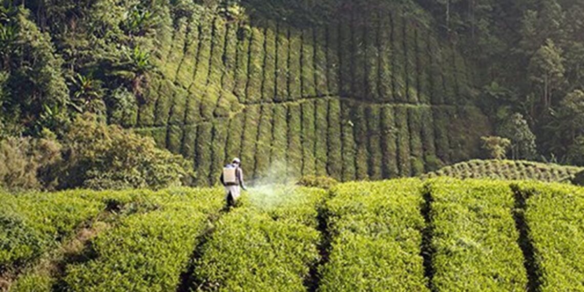 Assam small tea growers vow to abandon banned pesticides, factories’ shutdown lifted