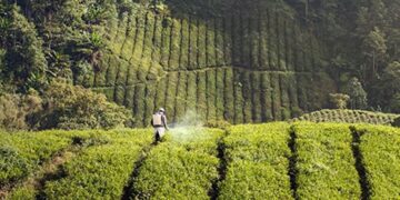 Assam small tea growers vow to abandon banned pesticides, factories’ shutdown lifted