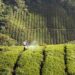 Assam small tea growers vow to abandon banned pesticides, factories’ shutdown lifted
