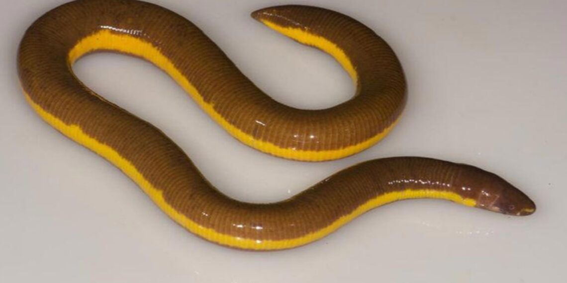 New Striped Caecilian species discovered in Kaziranga National Park