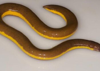 New Striped Caecilian species discovered in Kaziranga National Park
