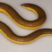 New Striped Caecilian species discovered in Kaziranga National Park