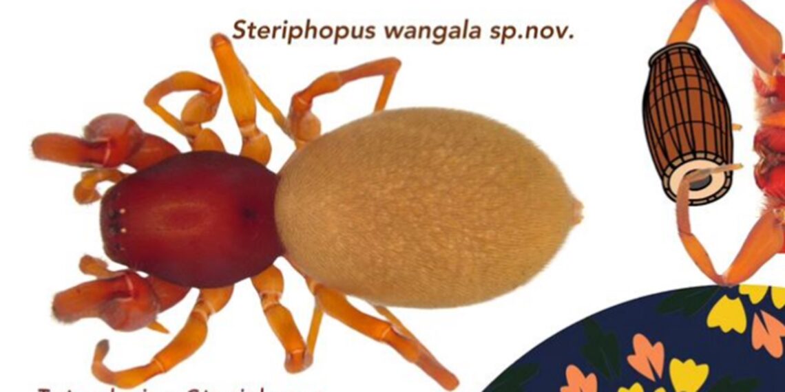 Steriphopus Wangala: New spider species named after Garo festival discovered in Meghalaya