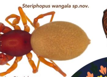 Steriphopus Wangala: New spider species named after Garo festival discovered in Meghalaya