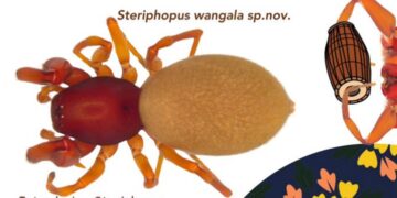 Steriphopus Wangala: New spider species named after Garo festival discovered in Meghalaya