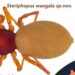 Steriphopus Wangala: New spider species named after Garo festival discovered in Meghalaya