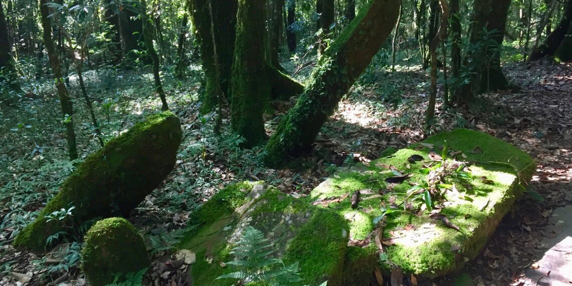 Lucknow scientists discover new sacred grove in Meghalaya’s West Jaintia Hills