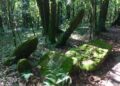 Lucknow scientists discover new sacred grove in Meghalaya’s West Jaintia Hills