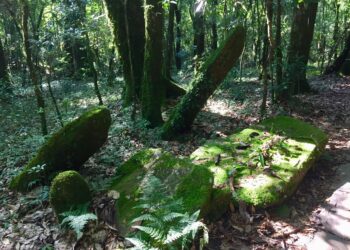 Lucknow scientists discover new sacred grove in Meghalaya’s West Jaintia Hills