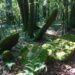 Lucknow scientists discover new sacred grove in Meghalaya’s West Jaintia Hills