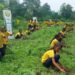 Territorial Army marks World Environment Day with mass plantation drive in Assam’s Sonitpur