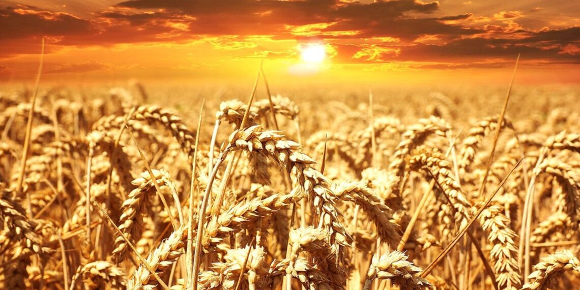 Rising temperatures threaten India’s wheat production