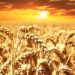 Rising temperatures threaten India’s wheat production