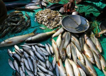 Meghalaya’s fisheries sector witnesses 12% production growth