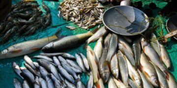 Meghalaya’s fisheries sector witnesses 12% production growth