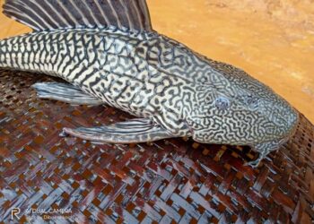 Kumligaon resident catches rare sucker mouth catfish during flood in South West Garo Hills