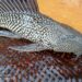 Kumligaon resident catches rare sucker mouth catfish during flood in South West Garo Hills