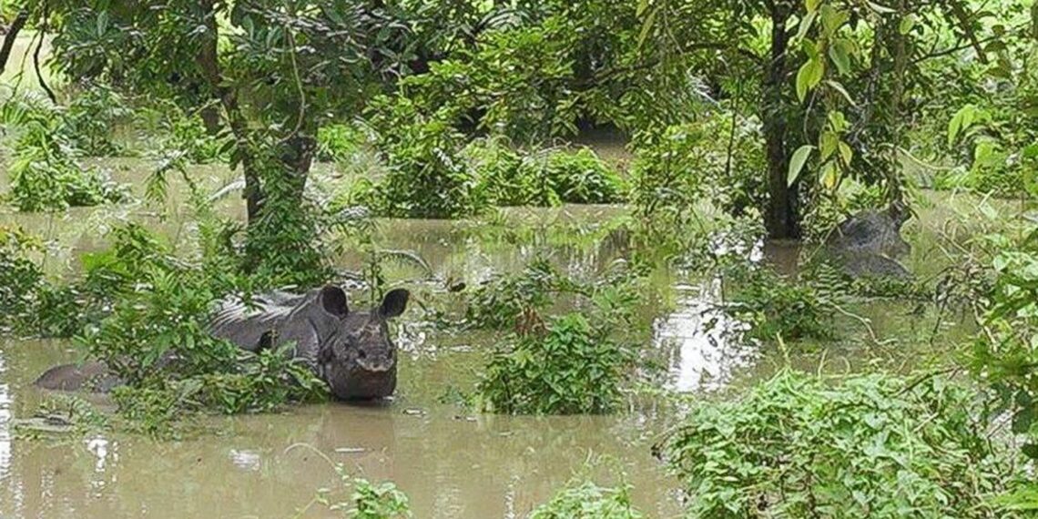 Kaziranga flood crisis: Wildlife death toll rises to 114, rescue efforts intensify