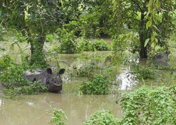 Kaziranga flood crisis: Wildlife death toll rises to 114, rescue efforts intensify