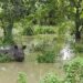 Kaziranga flood crisis: Wildlife death toll rises to 114, rescue efforts intensify