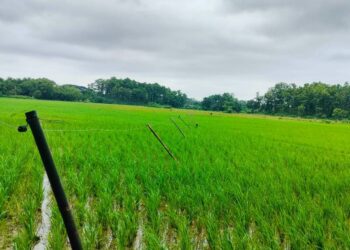 Assam: Farmers reap good harvest after installation of seasonal solar fence in Mirza