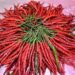 MANIPUR CHILLI
