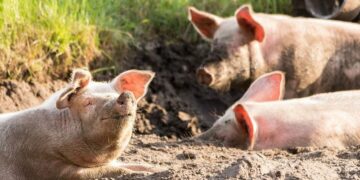 african swine fever
