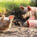 african swine fever