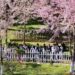 cherry blossom
