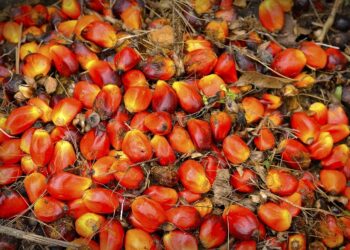 palm oil