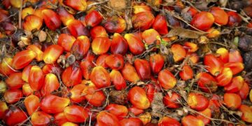 palm oil