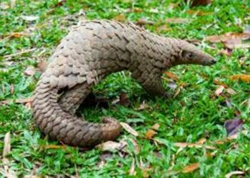 pangolin
